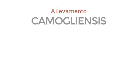 Camogliensis | logo