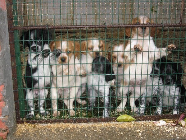 cucciolate di breton epagneul | cuccioli di cane da caccia | cucciolate di setter inglesi