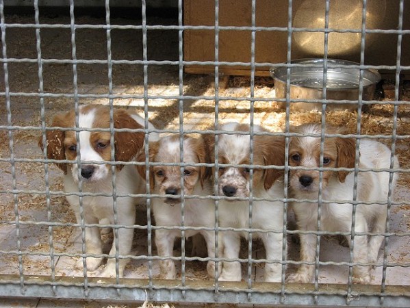 temperamento dei setter inglesi | temperamento epagneul breton | peso setter inglesi | peso breton