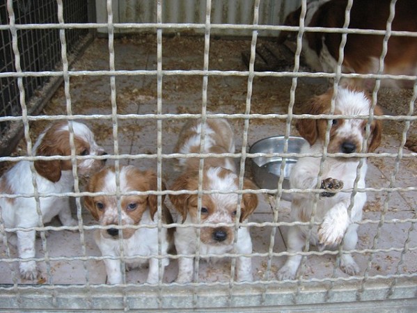 vendita setter inglese caccia | setter inglese cuccioli prezzo | setter inglese bianco fegato

