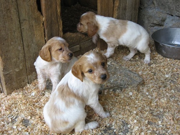 setter inglese allevamenti | cuccioli setter inglese | vendita setter inglese tricolore