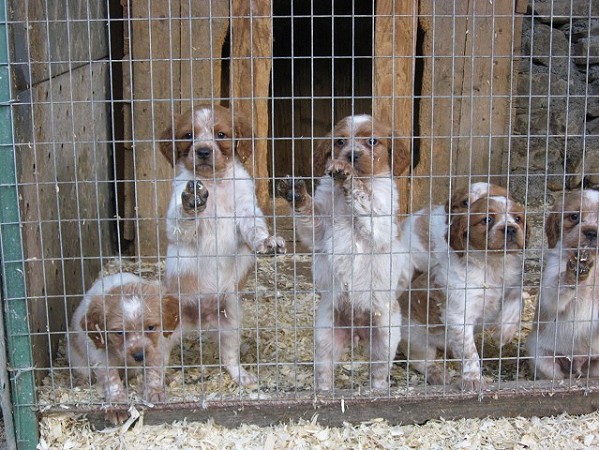 breton epagneul allevamenti | cuccioli breton epagneul | vendita breton epagneul tricolore