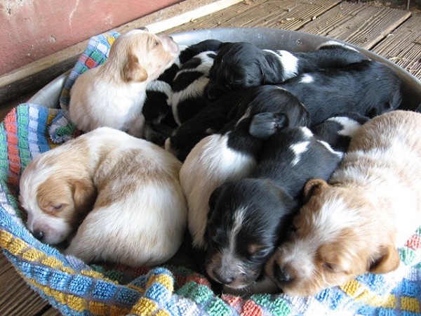 breton epagneul  con pedigree | breton epagneul da miontagna | breton epagneul in liguria