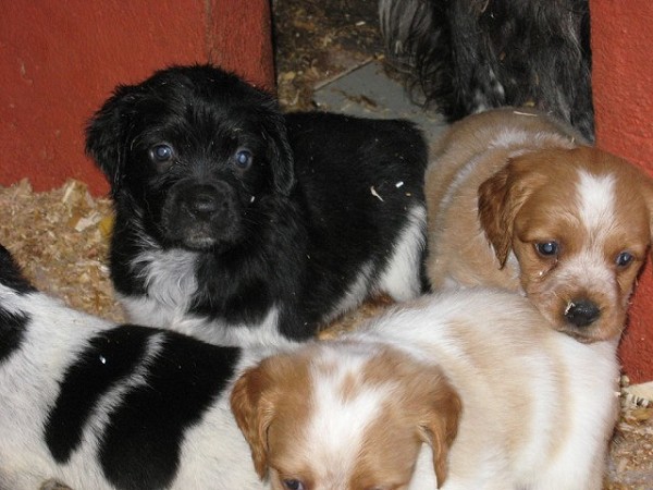 cuccioli breton epagneul tricolore | cuccioli di breton epagneul | cuccioli in vendita genova 